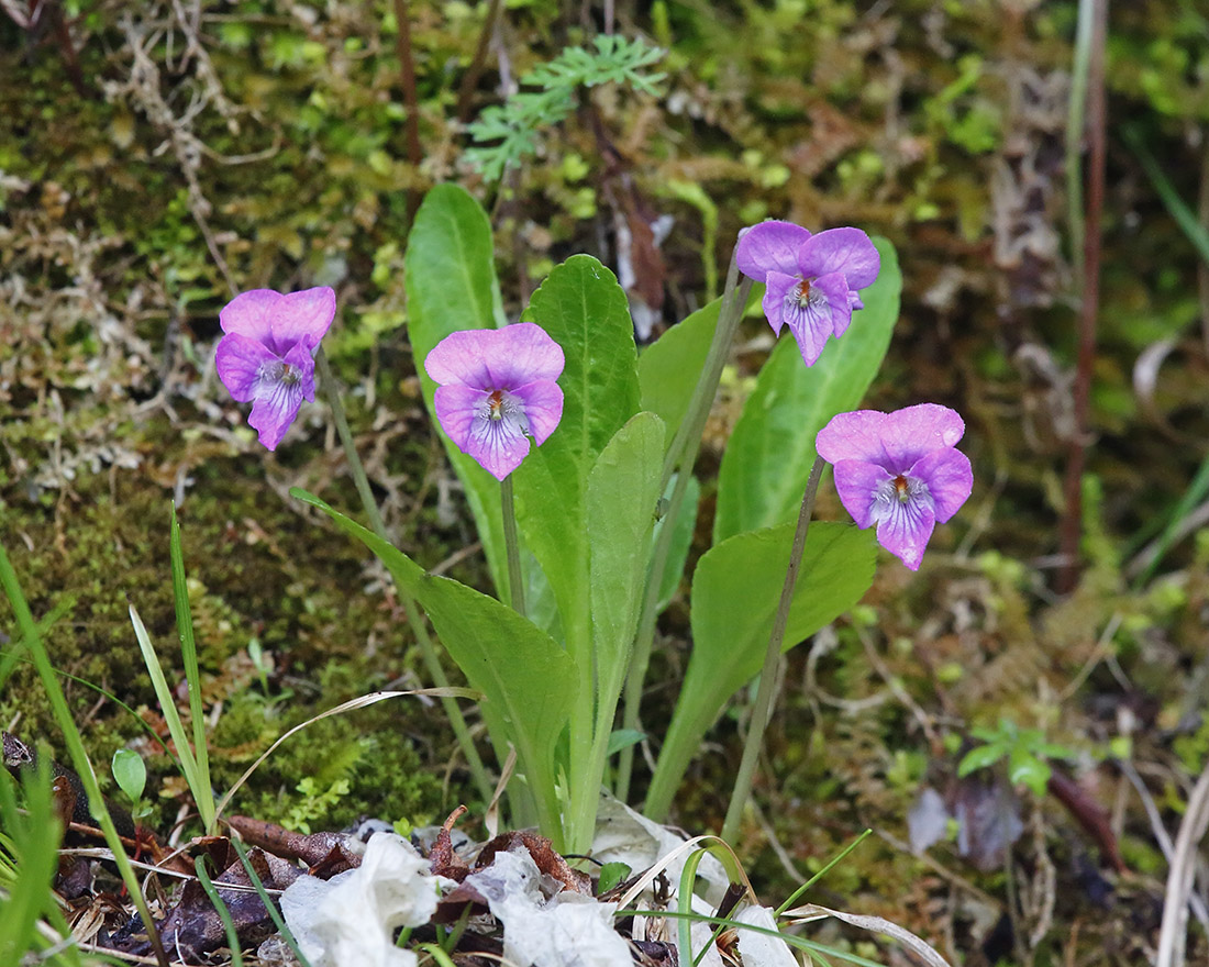 Изображение особи Viola gmeliniana.