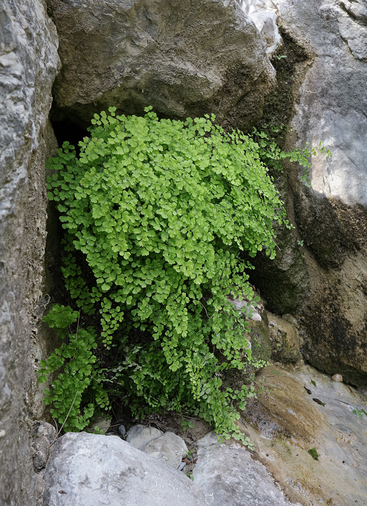 Изображение особи Adiantum capillus-veneris.