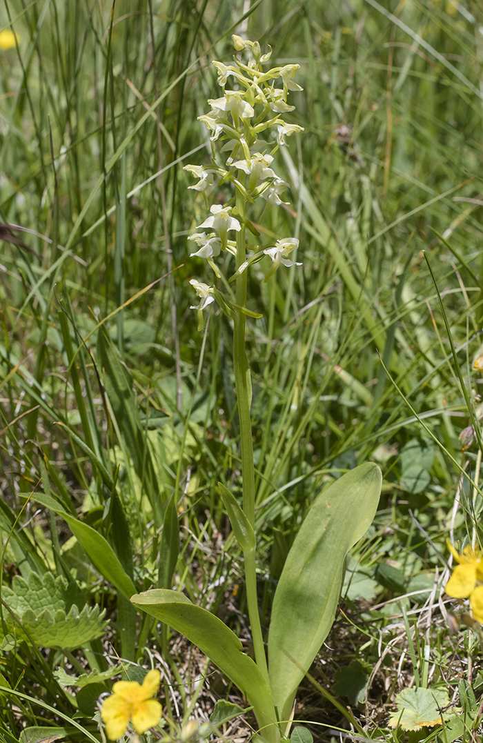 Image of Platanthera chlorantha specimen.