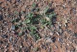 Astragalus amabilis. Плодоносящее растение. Казахстан, Алматинская обл., горы Богуты, мелкозёмисто-щебнистая подгорная пустыня. 25 мая 2023 г.