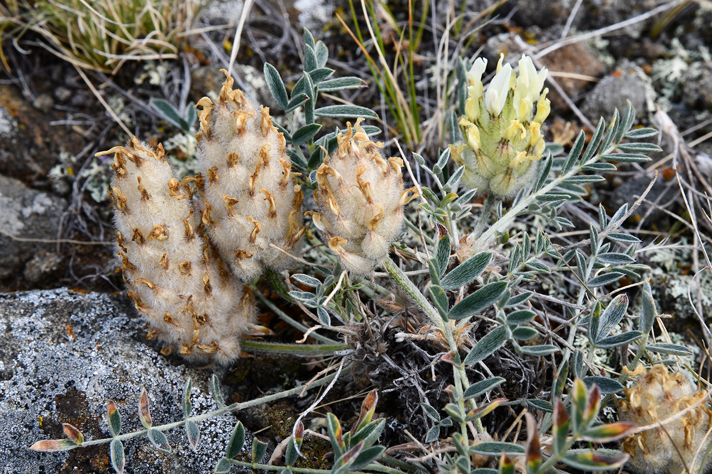 Image of Astragalus lupulinus specimen.