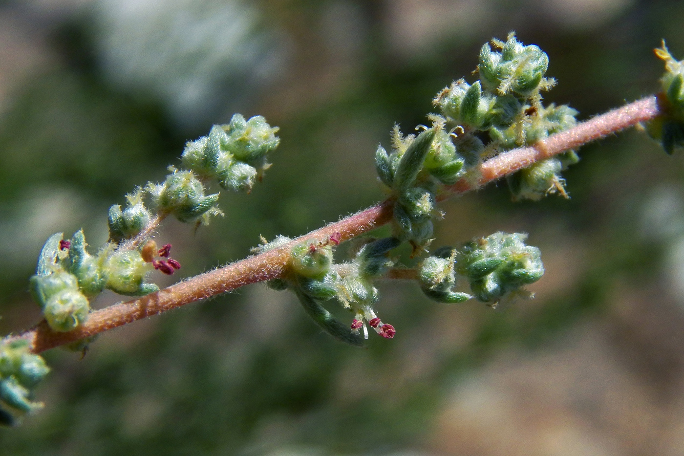 Image of Bassia prostrata specimen.