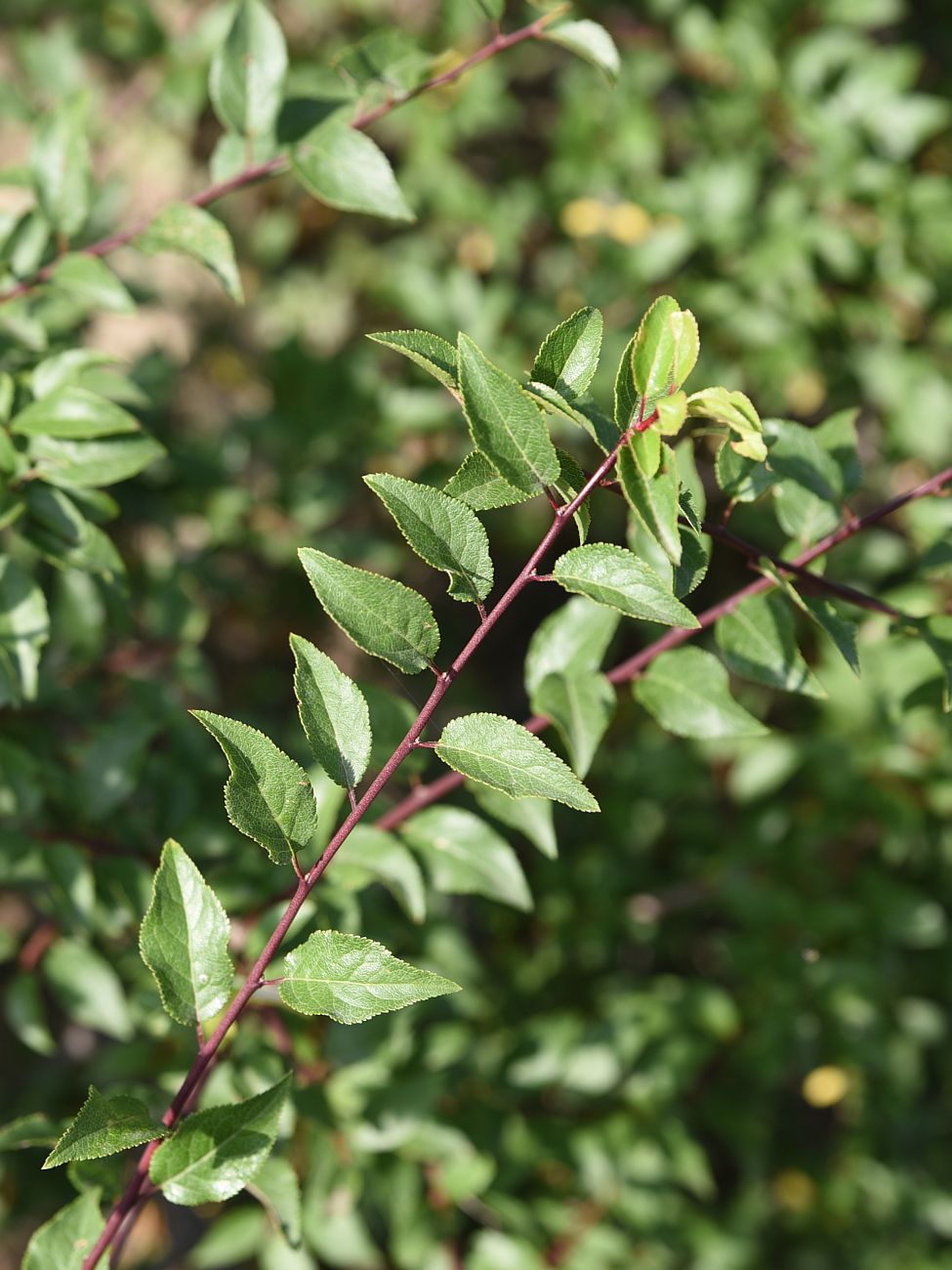 Изображение особи род Prunus.