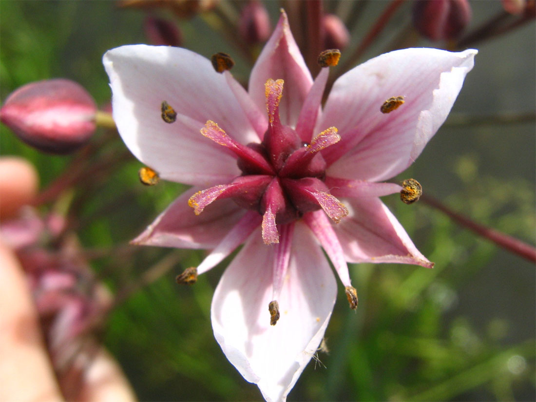 Изображение особи Butomus umbellatus.