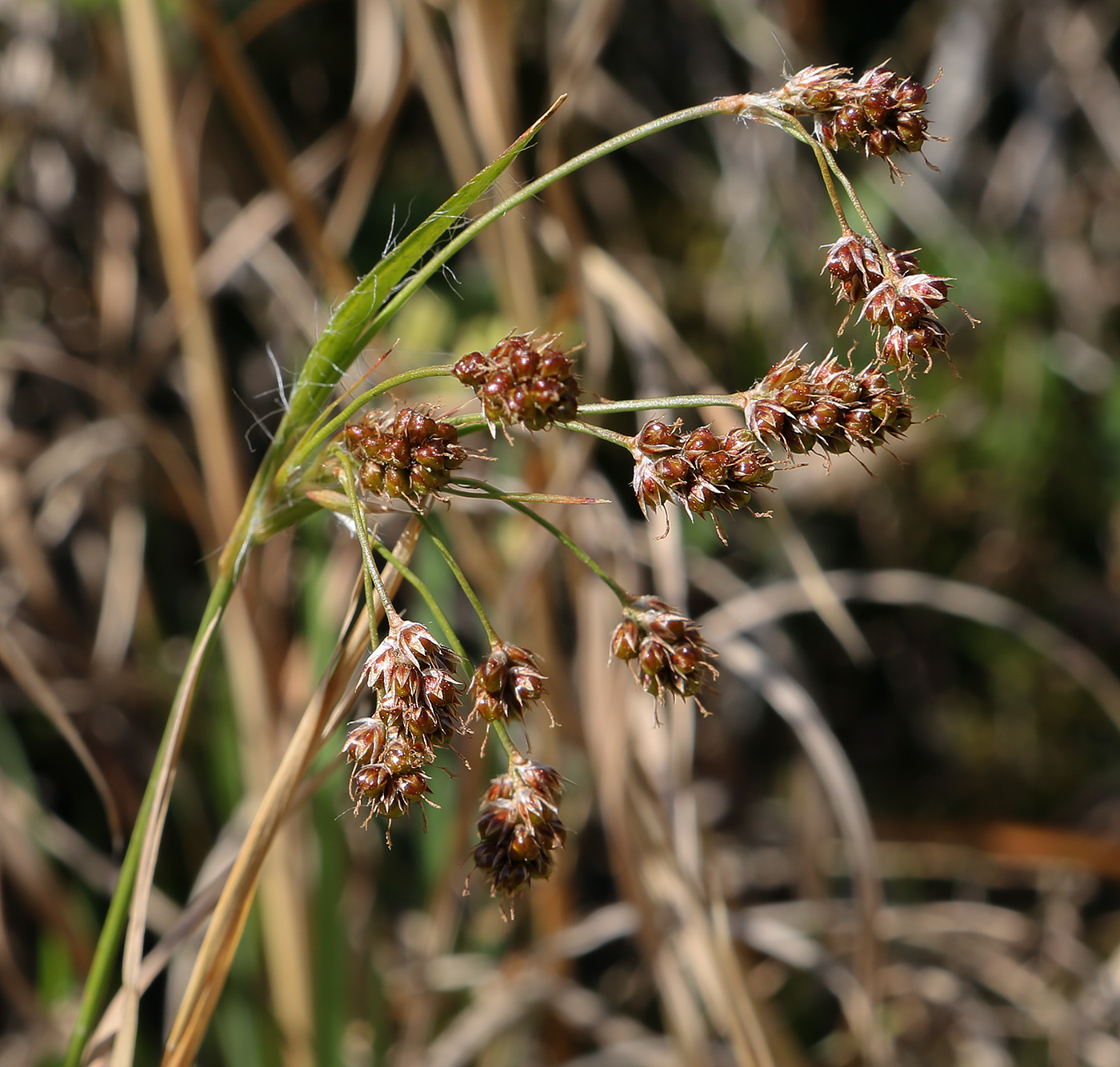 Изображение особи Luzula campestris.