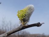 Salix abscondita