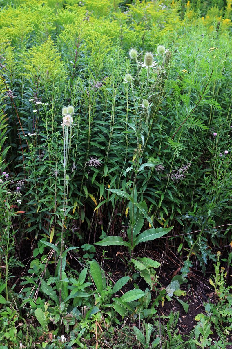 Image of Dipsacus sativus specimen.