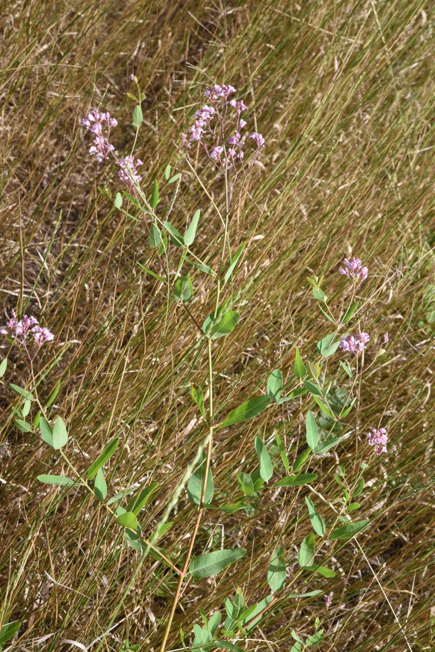 Image of Trachomitum sarmatiense specimen.