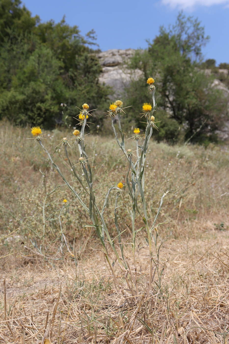 Image of Centaurea solstitialis specimen.