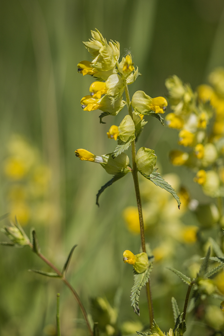 Image of genus Rhinanthus specimen.