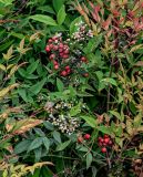 Nandina domestica