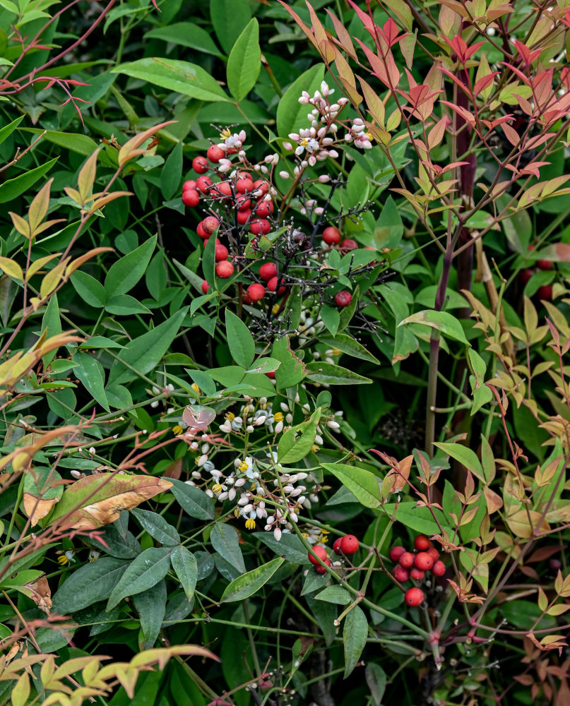 Изображение особи Nandina domestica.