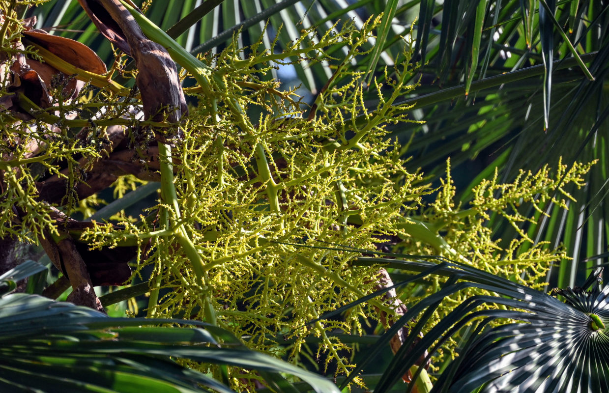 Изображение особи Trachycarpus fortunei.