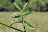 familia Apiaceae. Лист. Приморский край, Уссурийский гор. округ, с. Монакино, луг на небольшой сопке. 18.08.2024.