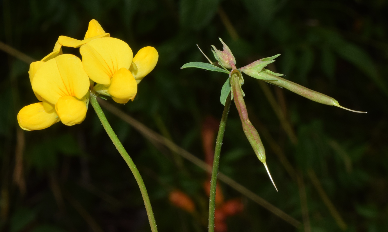 Image of genus Lotus specimen.