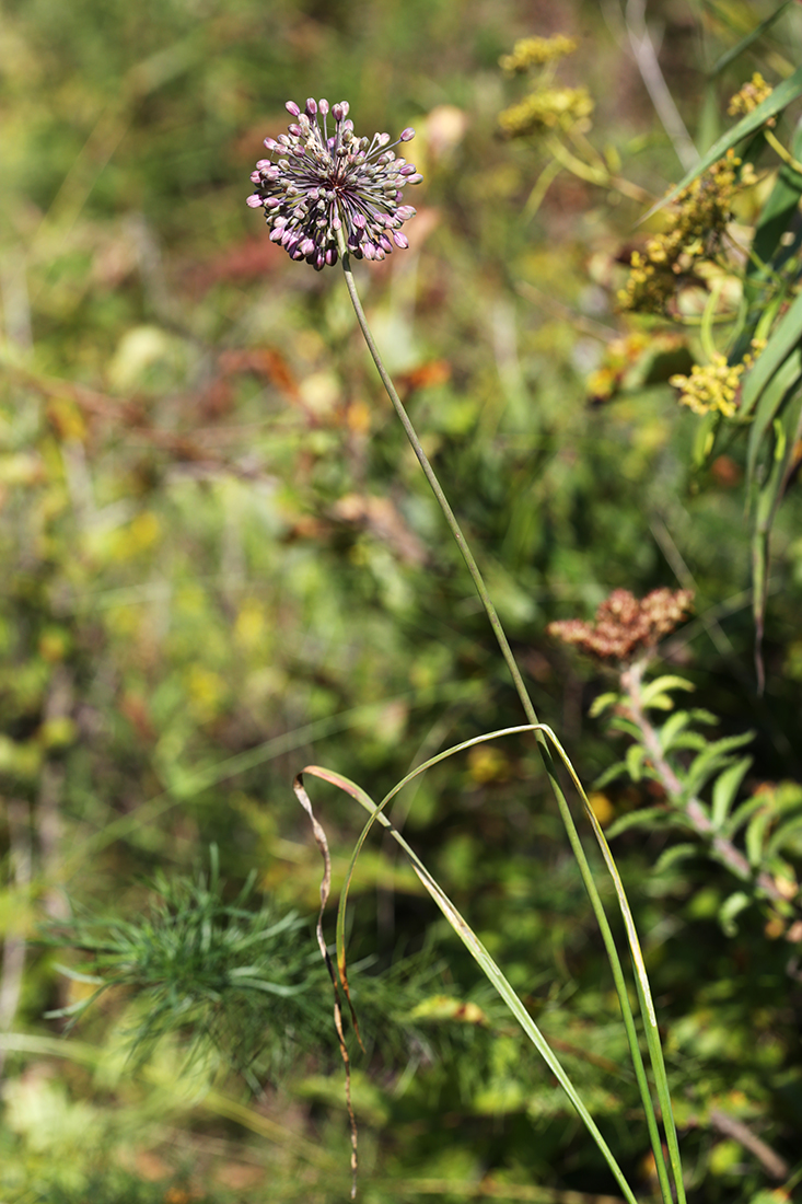 Image of Allium komarovianum specimen.