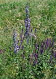 Campanula bononiensis. Цветущие растения в сообществе с Salvia tesquicola. Оренбургская обл., Кувандыкский гор. округ, заповедник \"Шайтан-Тау\", долина р. Сакмара, луг. 05.07.2023.