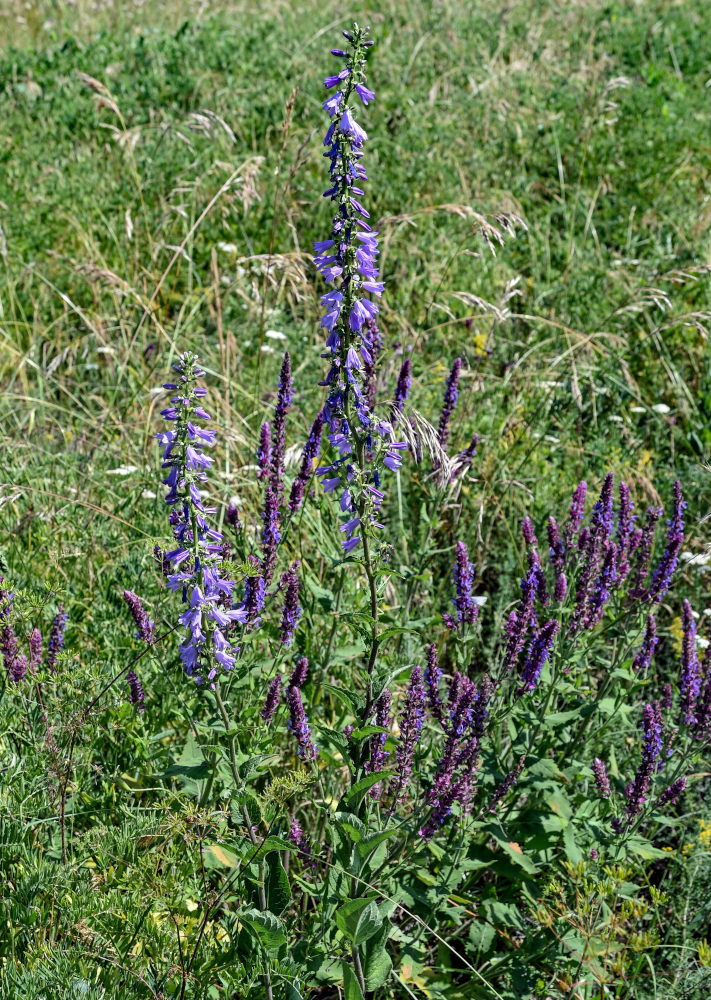 Изображение особи Campanula bononiensis.