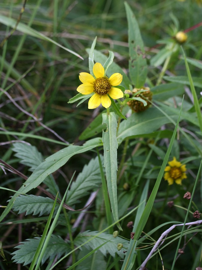 Изображение особи Bidens cernua var. radiata.