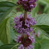 Mentha canadensis. Соцветие. Хабаровский край, окр. г. Комсомольск-на-Амуре, обочина грунтовой дороги. 21.09.2024.