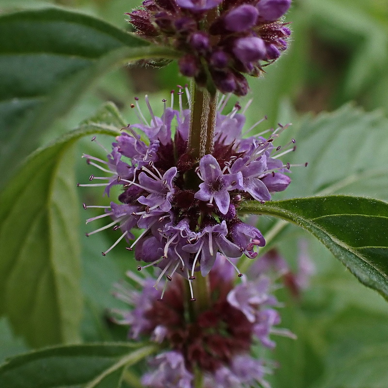 Image of Mentha canadensis specimen.