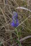 Veronica spicata. Верхушка побега с соцветием. Липецкая обл., Данковский р-н, 150 м от Камня Кудеяра, правый берег р. Дон, степь. 2 августа 2024 г.