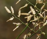 Eragrostis minor