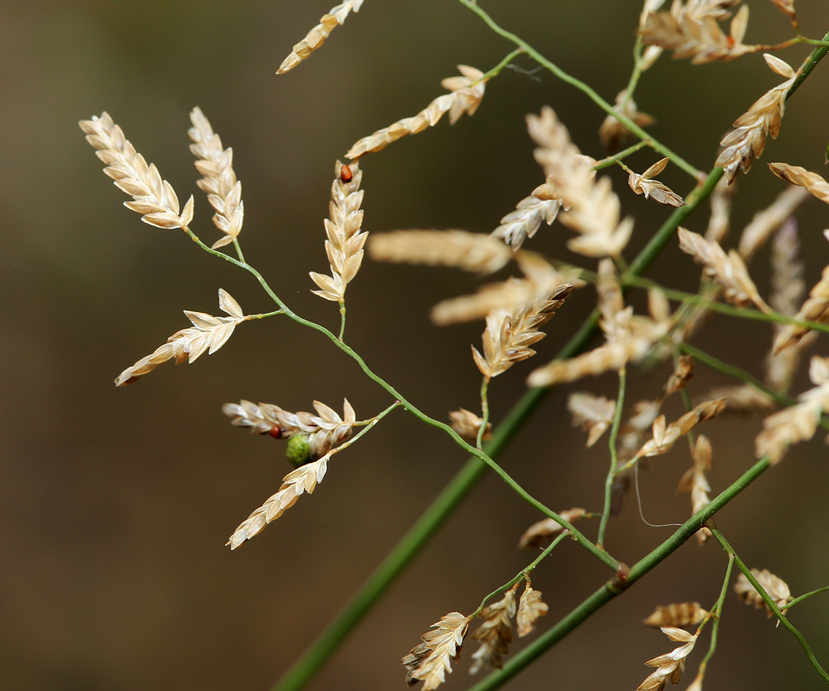 Изображение особи Eragrostis minor.