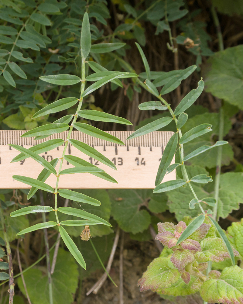 Image of Onobrychis petraea specimen.