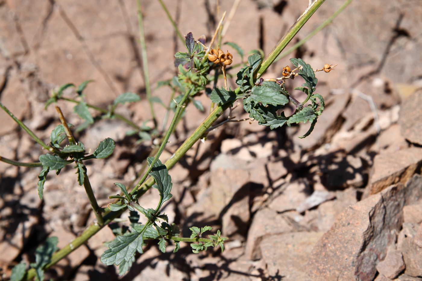 Изображение особи род Scrophularia.