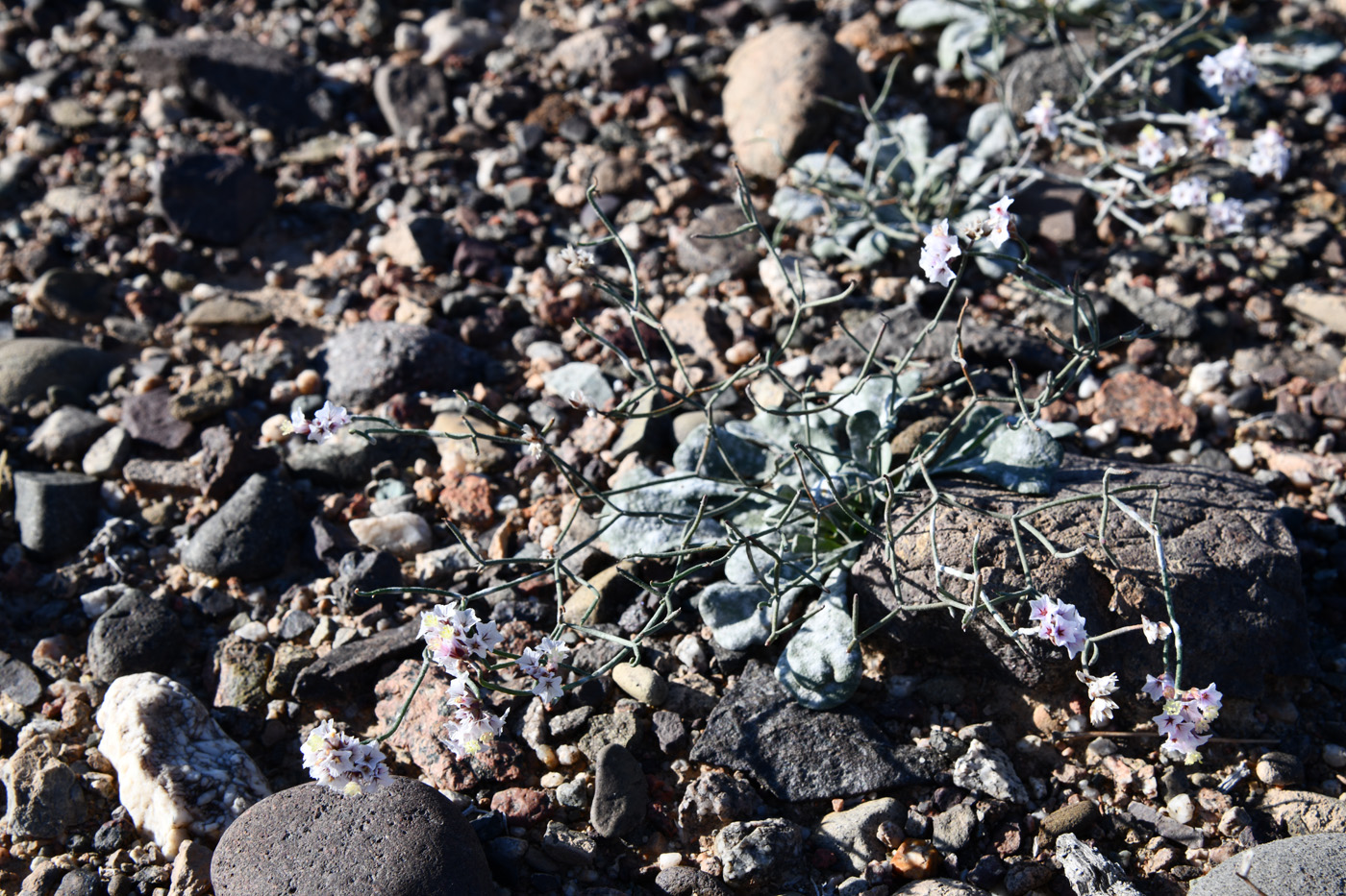 Изображение особи Limonium michelsonii.