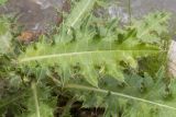 genus Cirsium