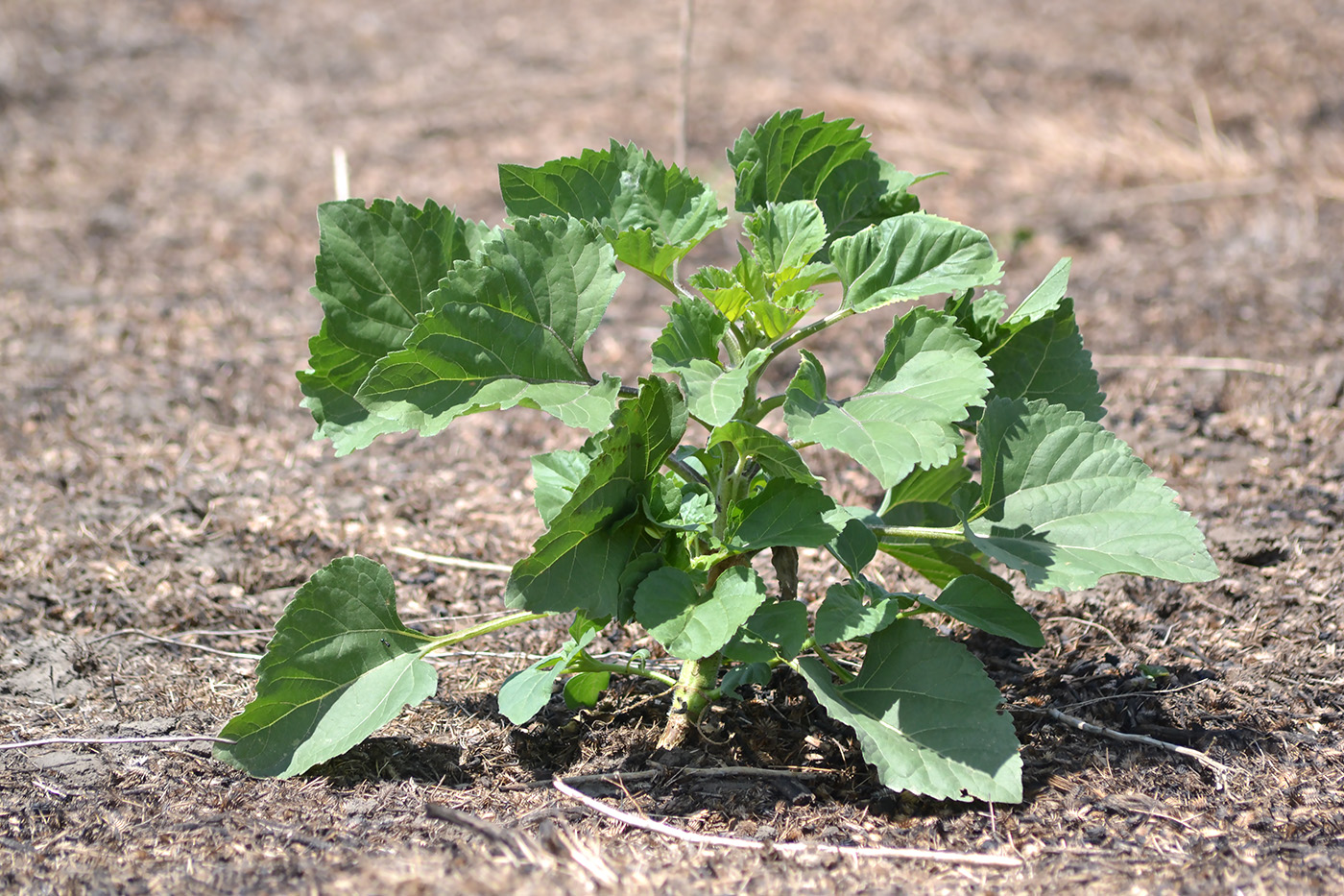 Image of Helianthus lenticularis specimen.