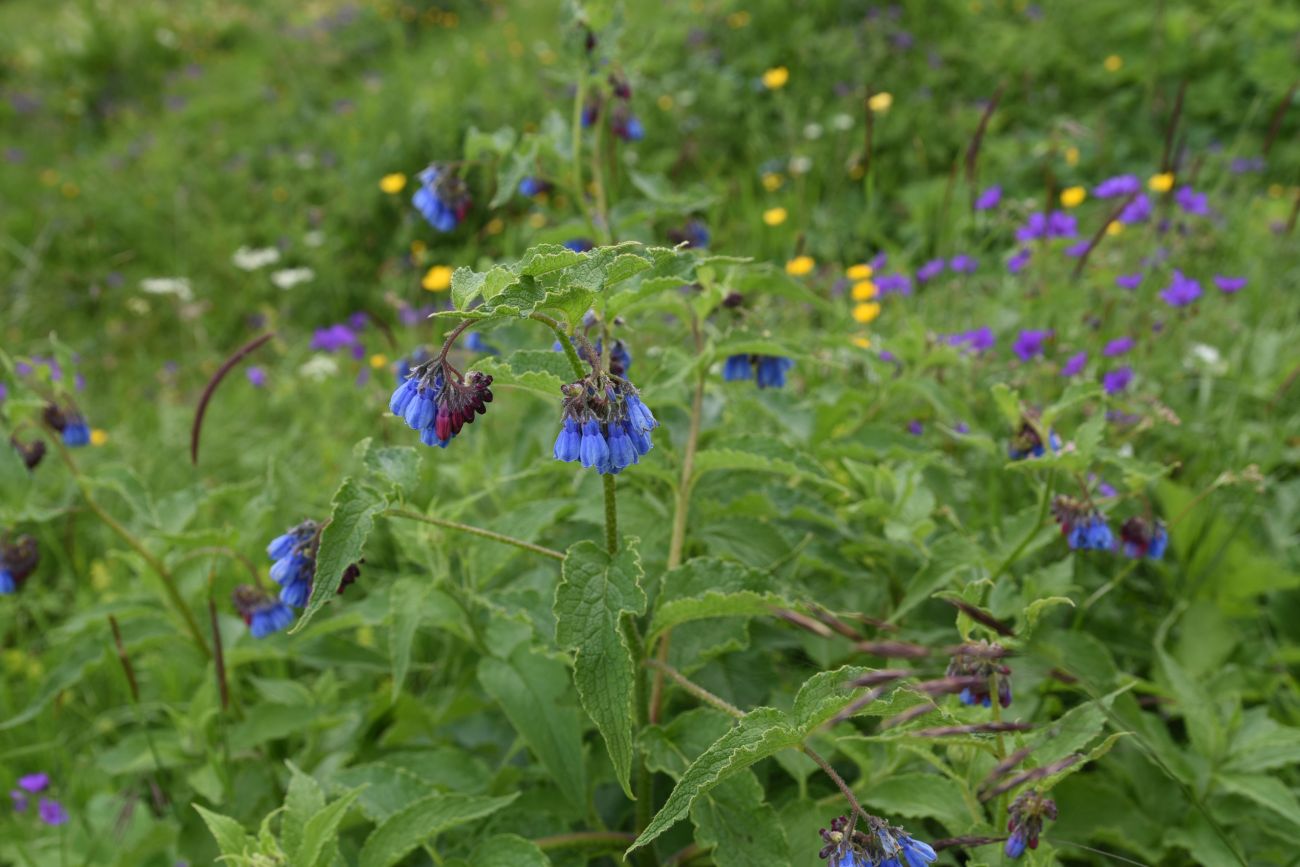 Изображение особи Symphytum asperum.