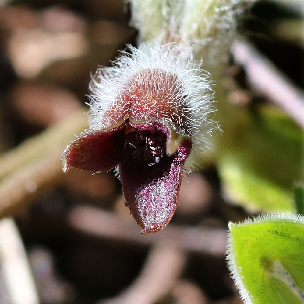 Image of Asarum europaeum specimen.