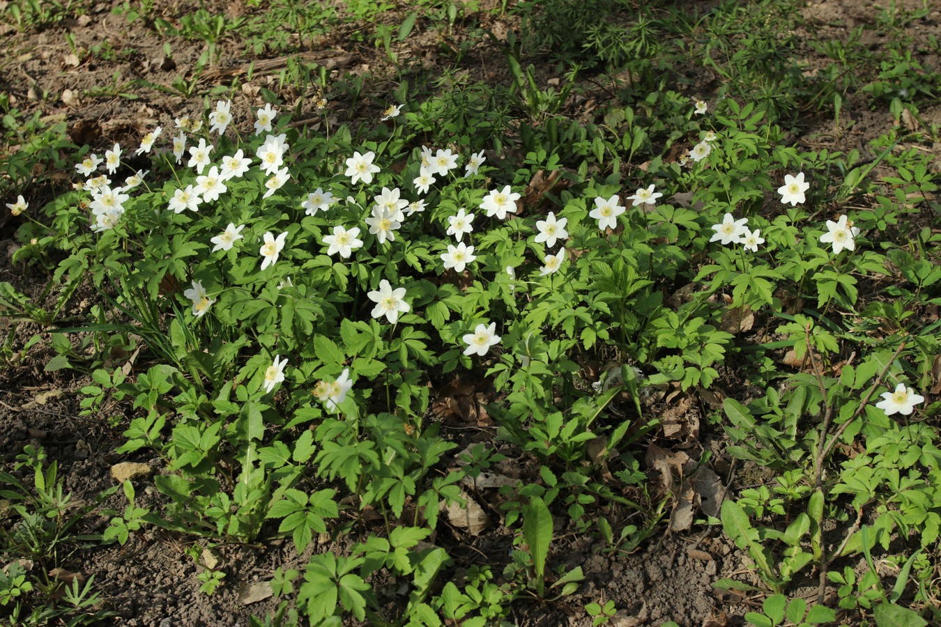 Изображение особи Anemone nemorosa.