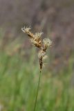 View full-size image Carex praecox