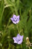 View full-size image Campanula stevenii