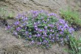 View full-size image genus Astragalus