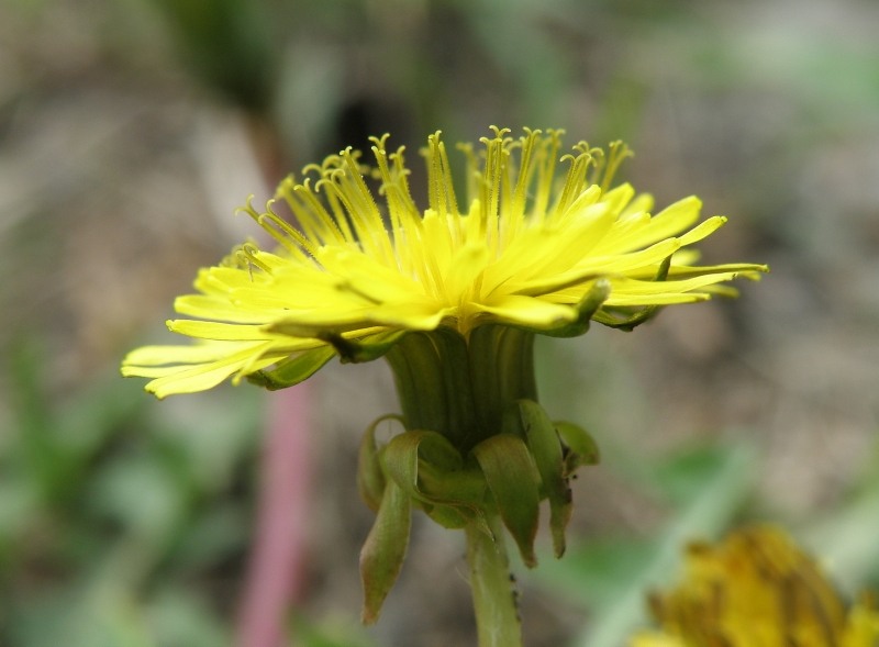 Изображение особи род Taraxacum.