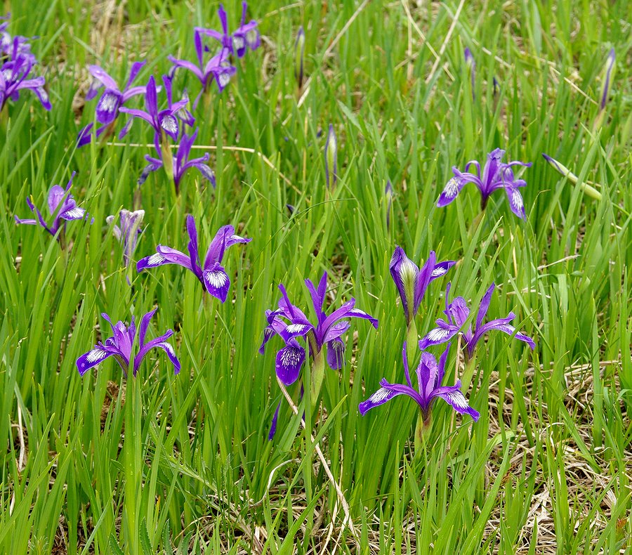 Изображение особи Iris ruthenica.