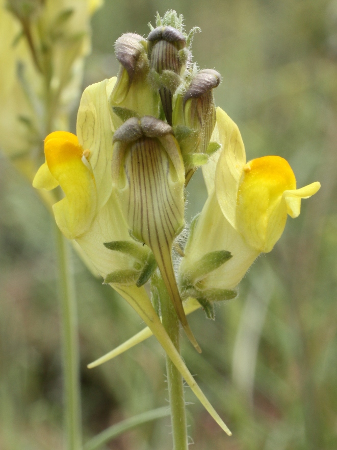 Изображение особи Linaria incompleta.