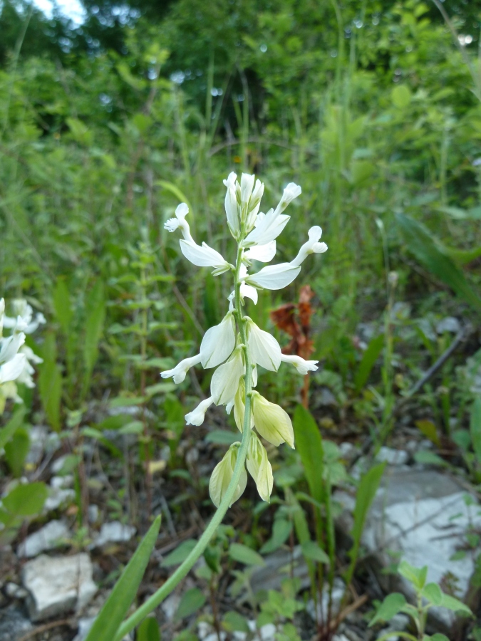 Image of Polygala major specimen.