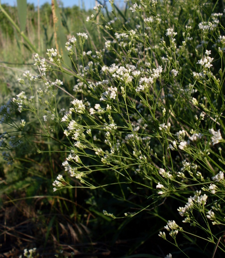 Image of Galium octonarium specimen.