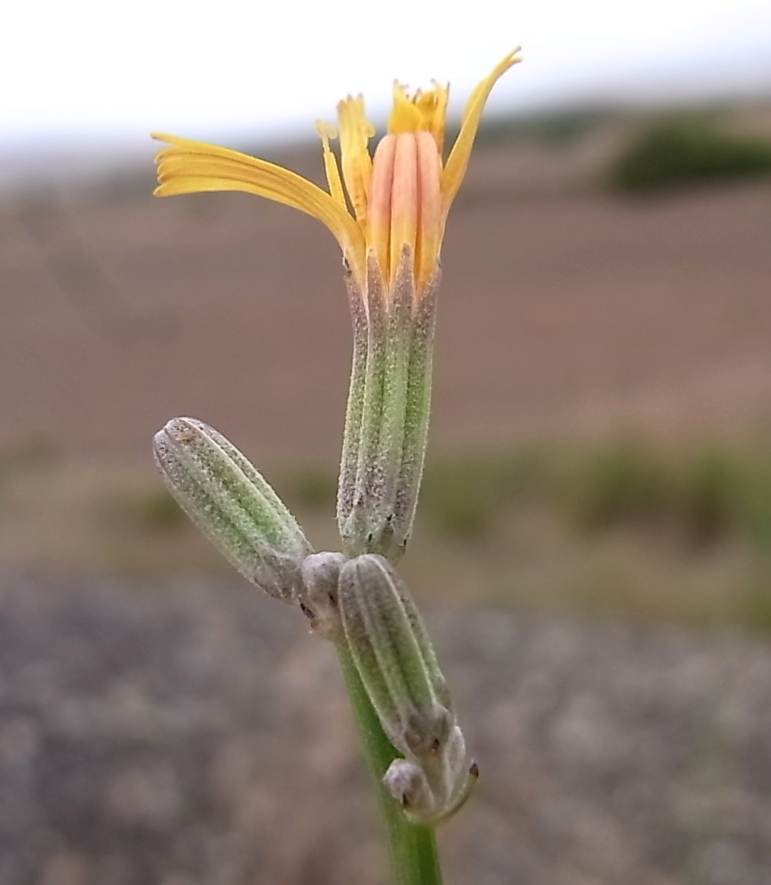 Image of genus Chondrilla specimen.