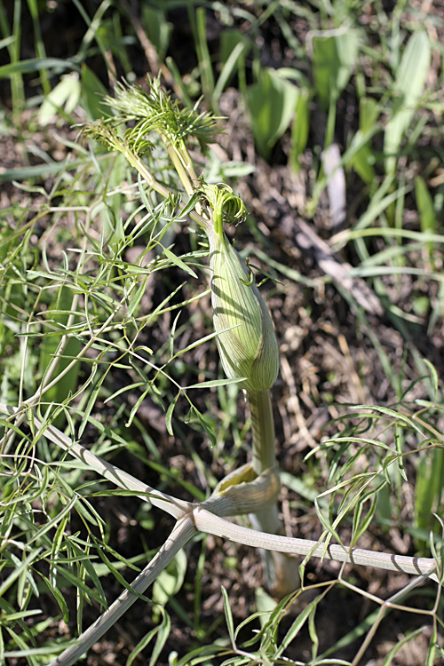 Изображение особи Ferula clematidifolia.