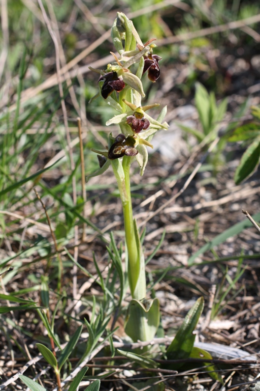 Изображение особи Ophrys mammosa ssp. caucasica.