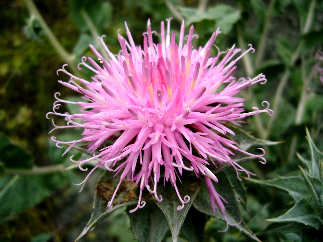 Image of Cousinia verbascifolia specimen.