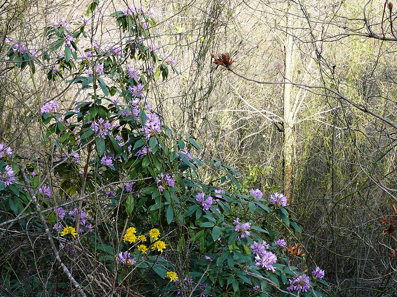 Image of Rhododendron ponticum specimen.