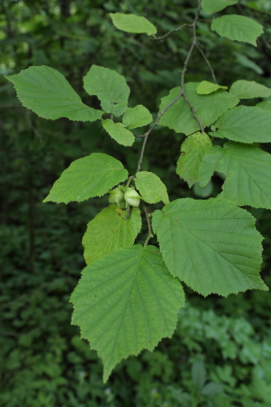 Image of Corylus avellana specimen.